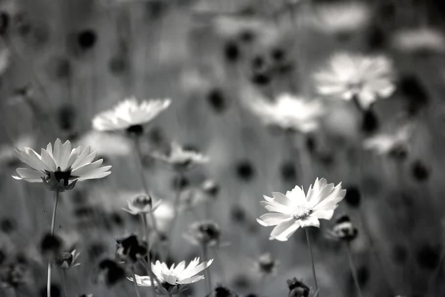 Grayscale Photography of Daisy Flowers, beautiful, black and white HD wallpaper