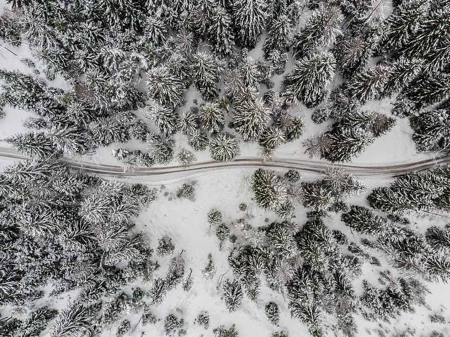road traversing in the middle of a snow covered forest, nature, HD wallpaper