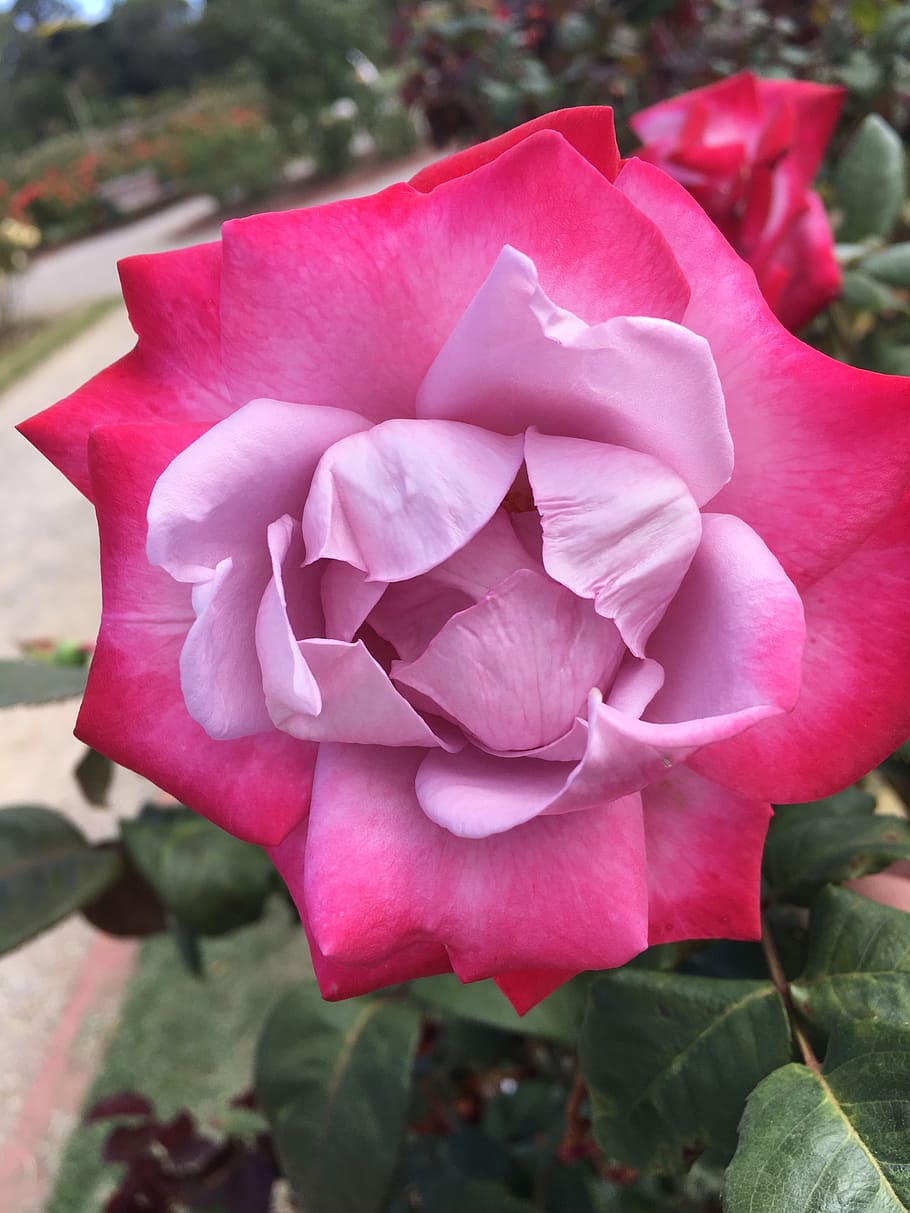 flowering plant, petal, beauty in nature, pink color, vulnerability HD wallpaper