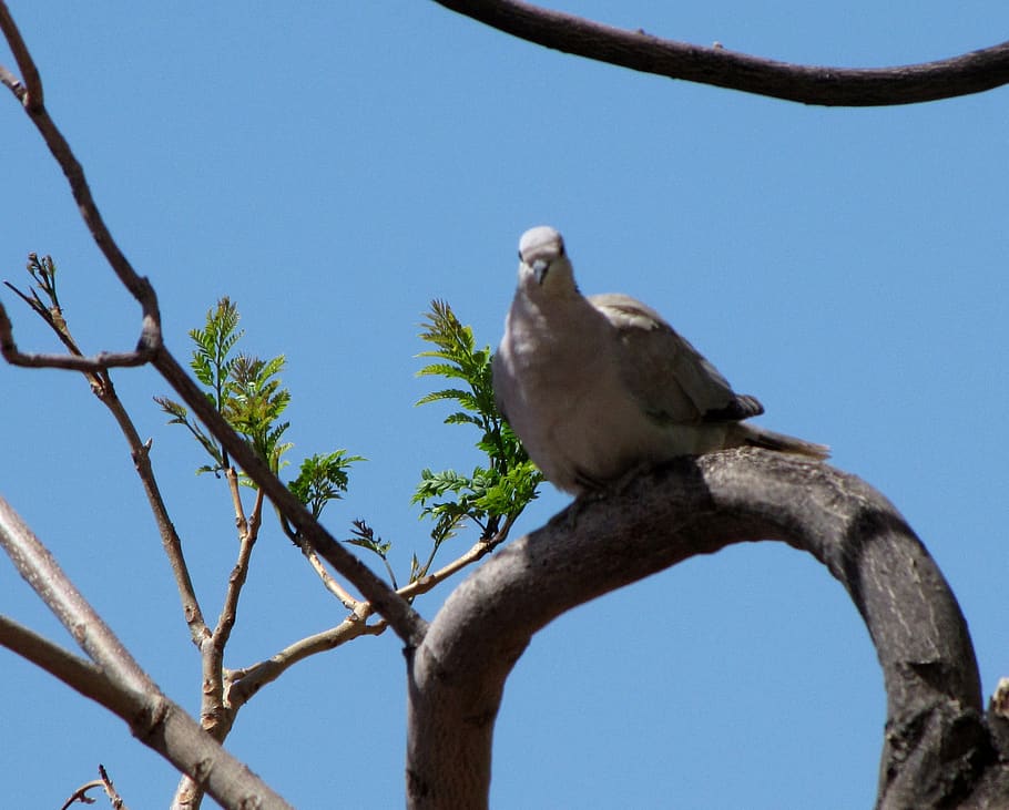 bird, africa, animal themes, animal wildlife, animals in the wild HD wallpaper