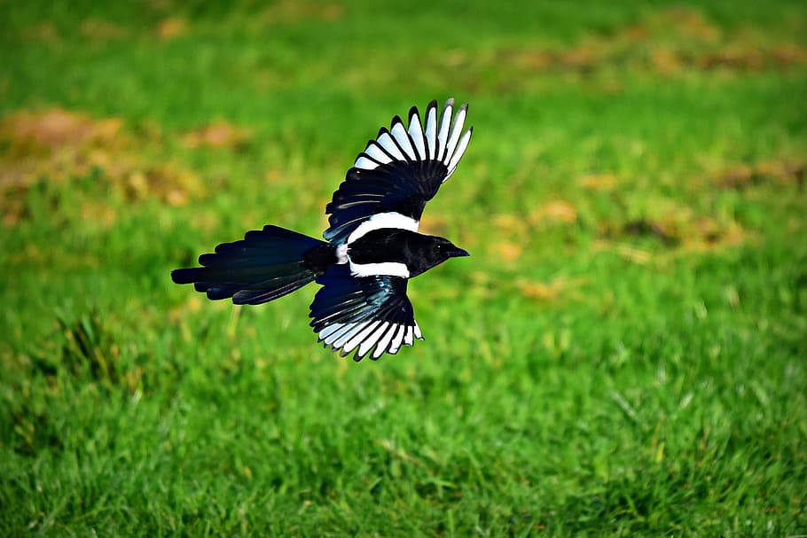 magpie, bird, animal, corvidae, wildlife, flight, flying, wings
