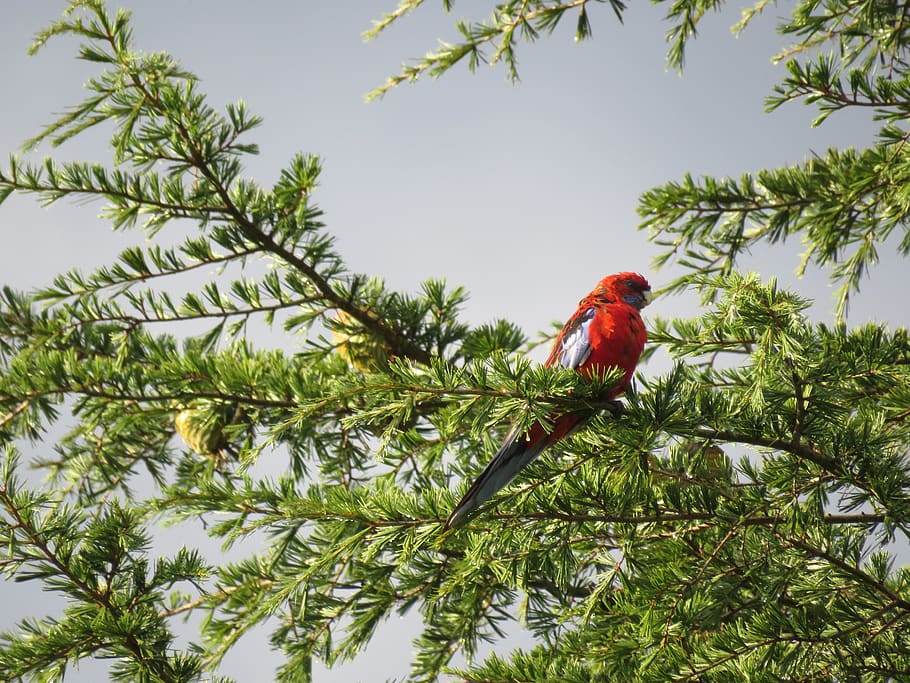 Red Bird on Tree, animal, beautiful, branch, color, crimson rosella