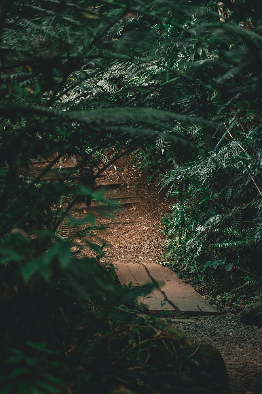 flagstone, path, plant, tree, ground, slate, outdoors, walkway HD wallpaper