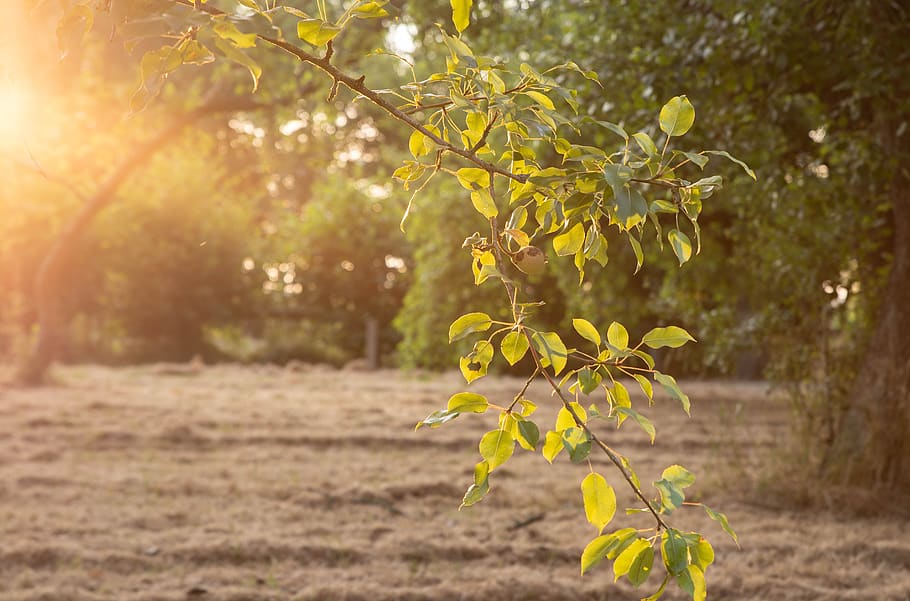 park, evening sun, leaves, sunset, grass, trees, summer, landscape HD wallpaper