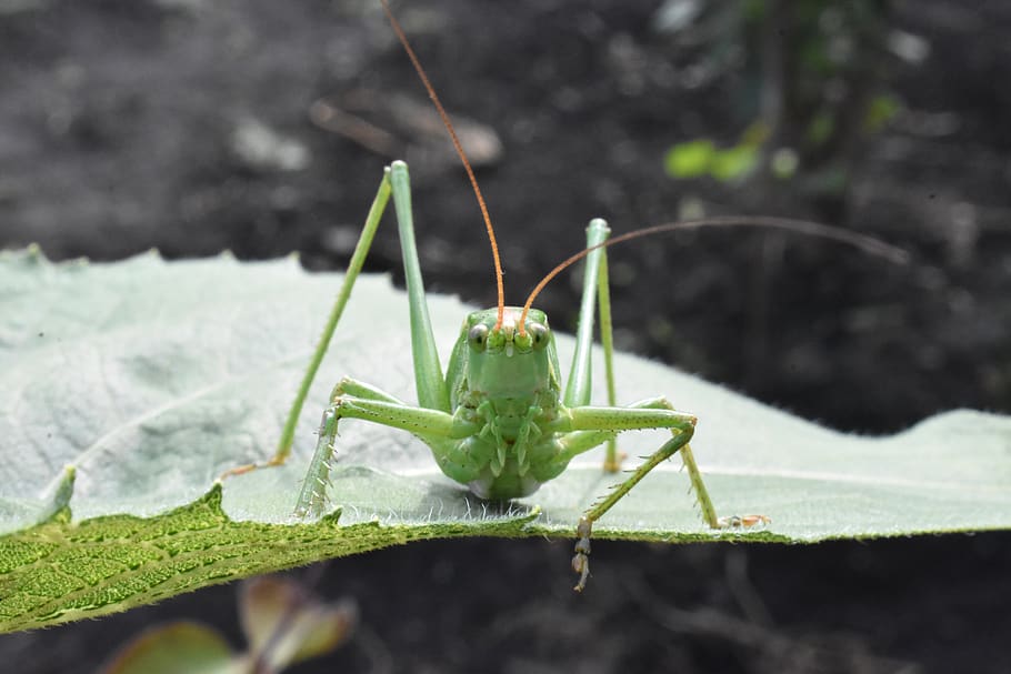 insect, green, grasshopper, macro, nature, summer, sheet, animal themes HD wallpaper