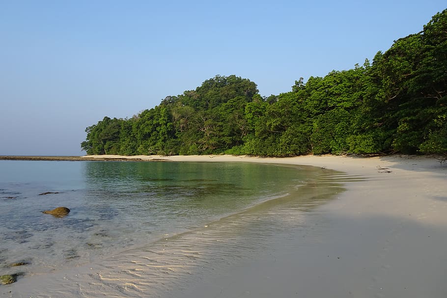 beach, sea, radhanagar, forest, littoral, coastal, greenery, HD wallpaper