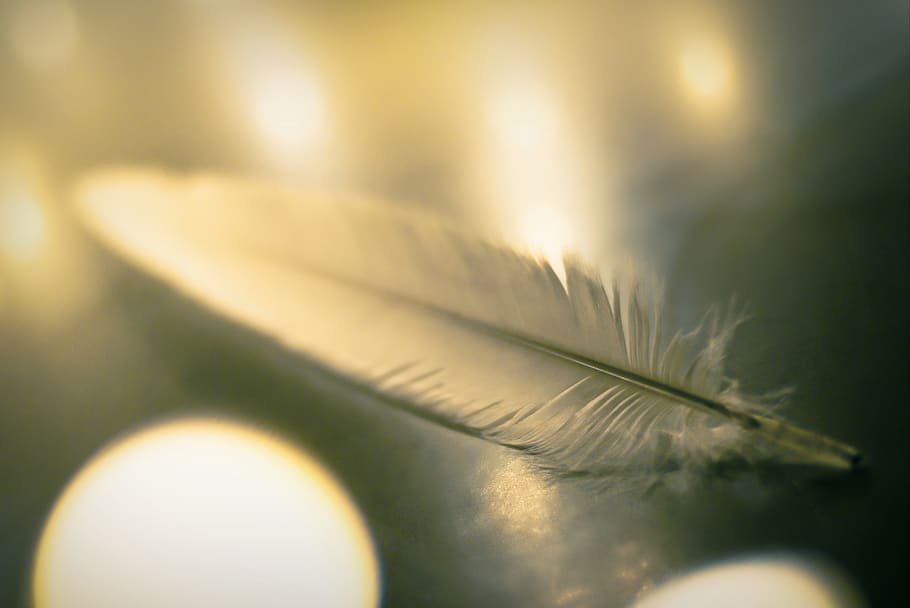 germany, karlsruhe, palmbach, selective focus, close-up, beauty in nature HD wallpaper