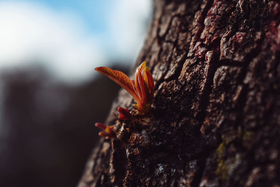 leaves, autumn, nature, leaf, tree, mood, plant, orange, yellow HD wallpaper