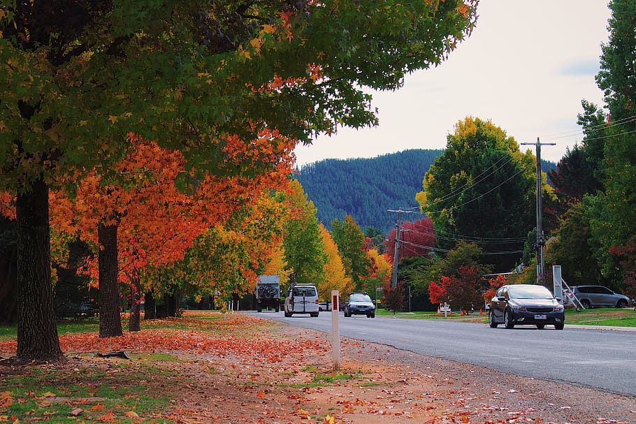 four vehicle travelling, plant, tree, transportation, automobile HD wallpaper