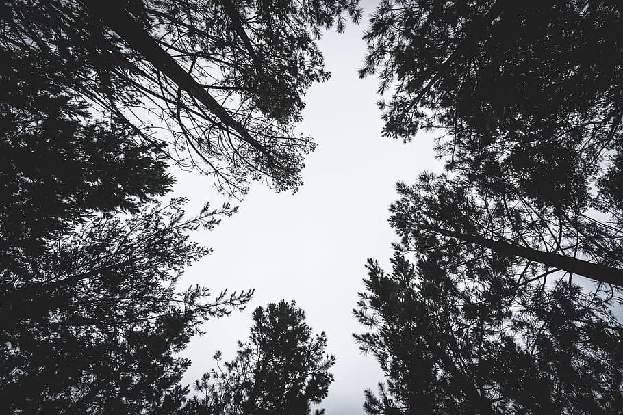 Worm's Eye Photography Of Tall Trees, forest, nature, perspective HD wallpaper
