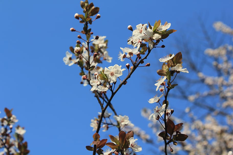 hangzhou, china, spring, flowers, trees, plant, flowering plant HD wallpaper