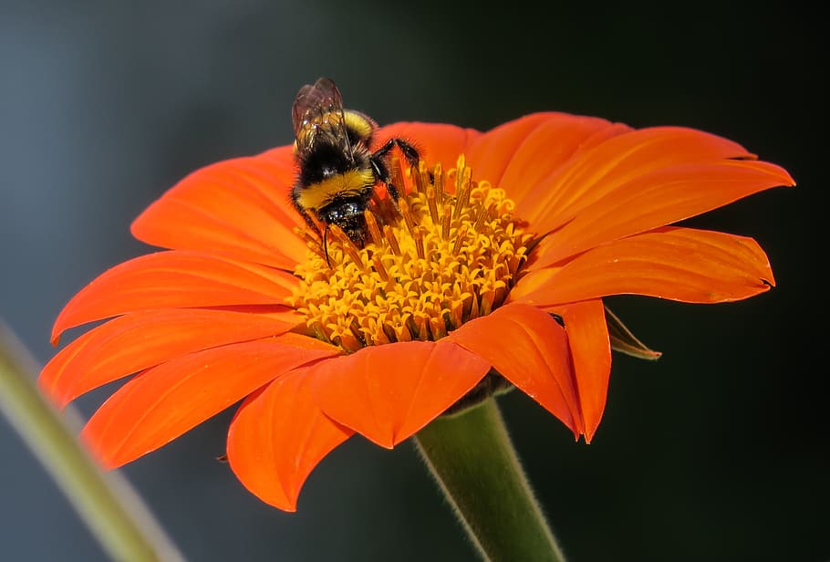 nature, flower, blossom, bloom, animal world, hummel, insect HD wallpaper