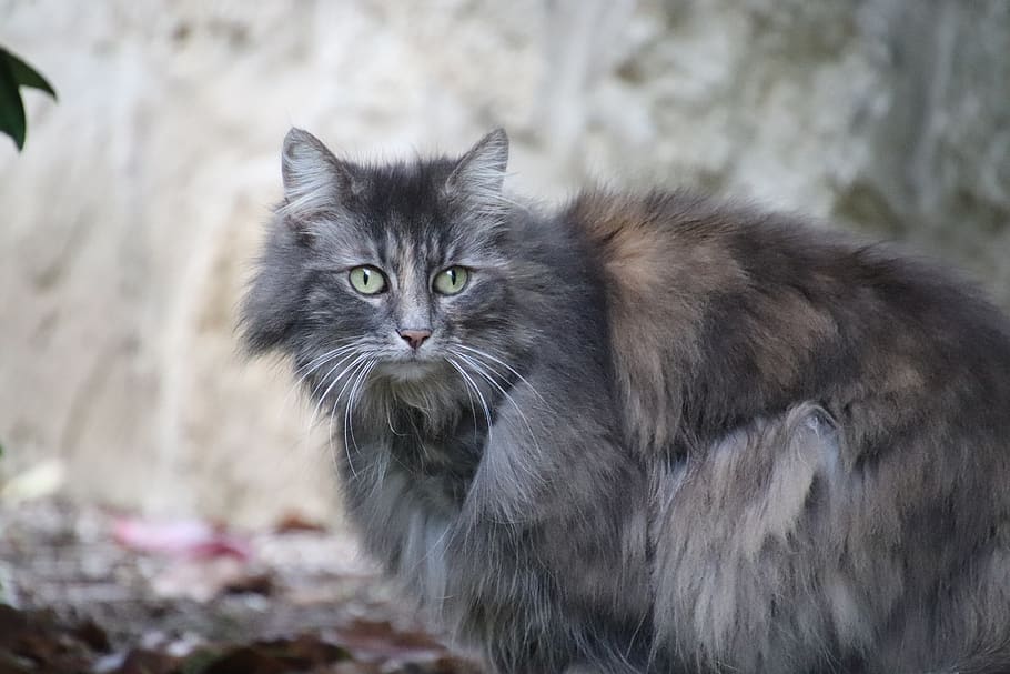 cat, angora, grey, shades of grey, wool, fluffy, felines, concern, HD wallpaper