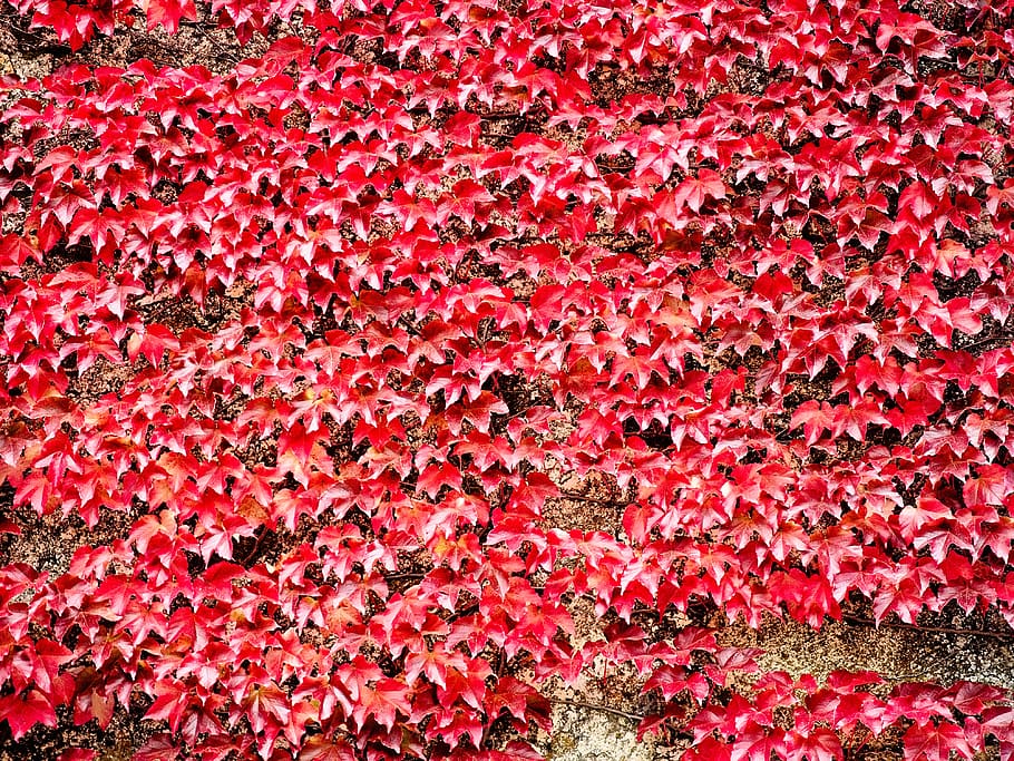 red, leaves, pattern, background, wallpaper, fall, autumn, christmas HD wallpaper