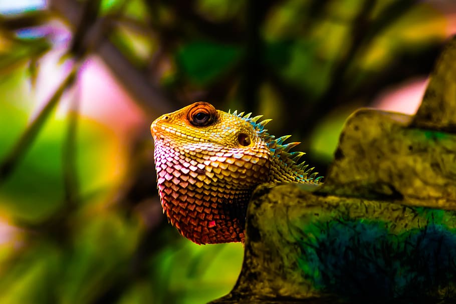 reptile, lizard, animal themes, one animal, vertebrate, animal wildlife HD wallpaper