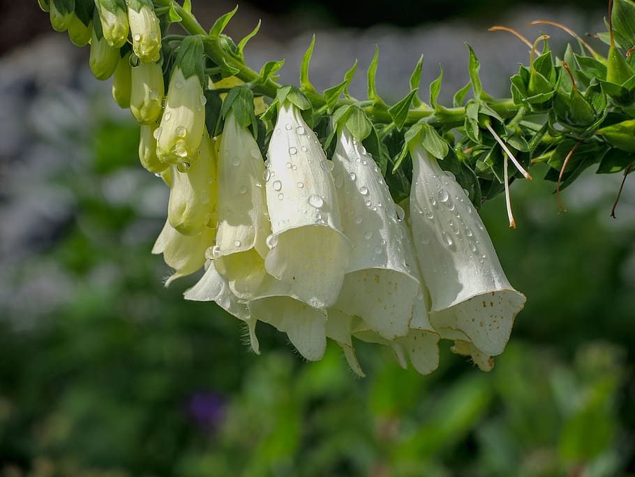 bluebells, white, drip, nature, flower garden, growth, drop HD wallpaper
