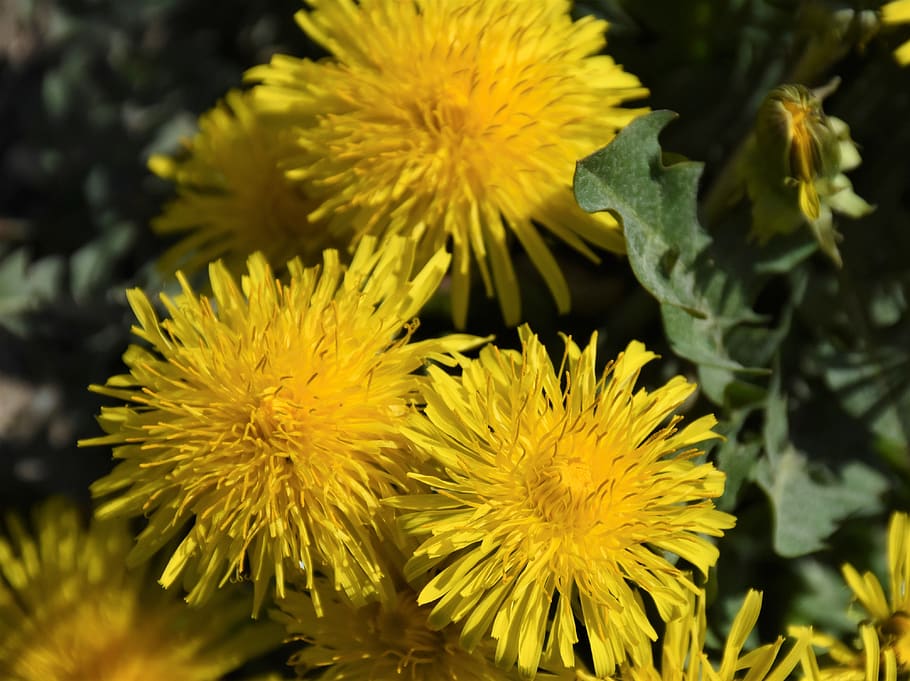 dandelion, meadow, dandelion meadow, spring, yellow, summer HD wallpaper
