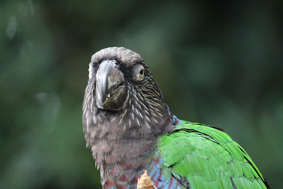 iguazu falls, bird, forest, animal themes, animal wildlife HD wallpaper