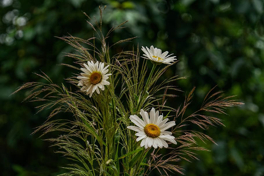 margarite, grasses, flower, flora, nature, romantic, garden HD wallpaper