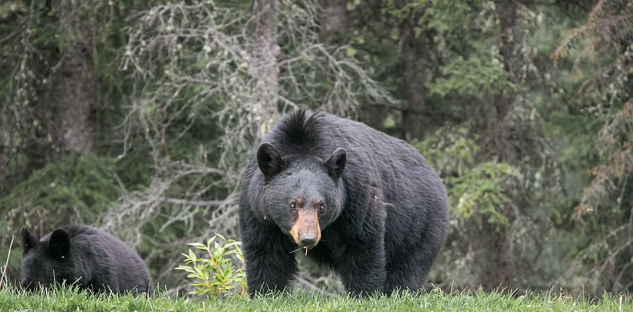 canada, miette hotsprings, forest, cub, bear, green, eyes, mother