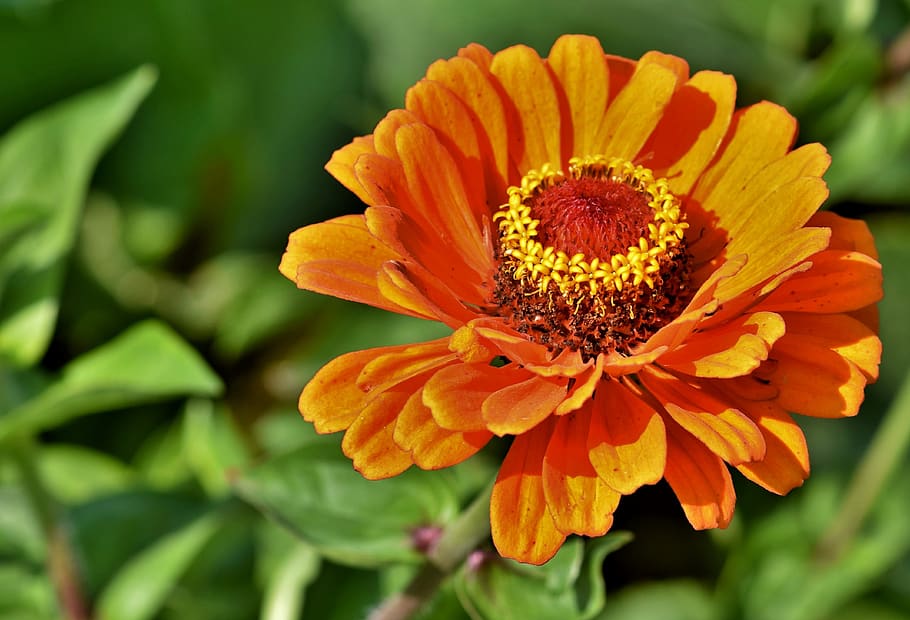 zinnia, blossom, bloom, composites, flower, summer flower, flower garden HD wallpaper