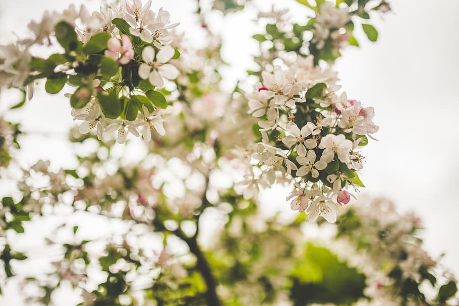 White Petaled Flowers, beautiful, bloom, blooming, blossom, blur HD wallpaper