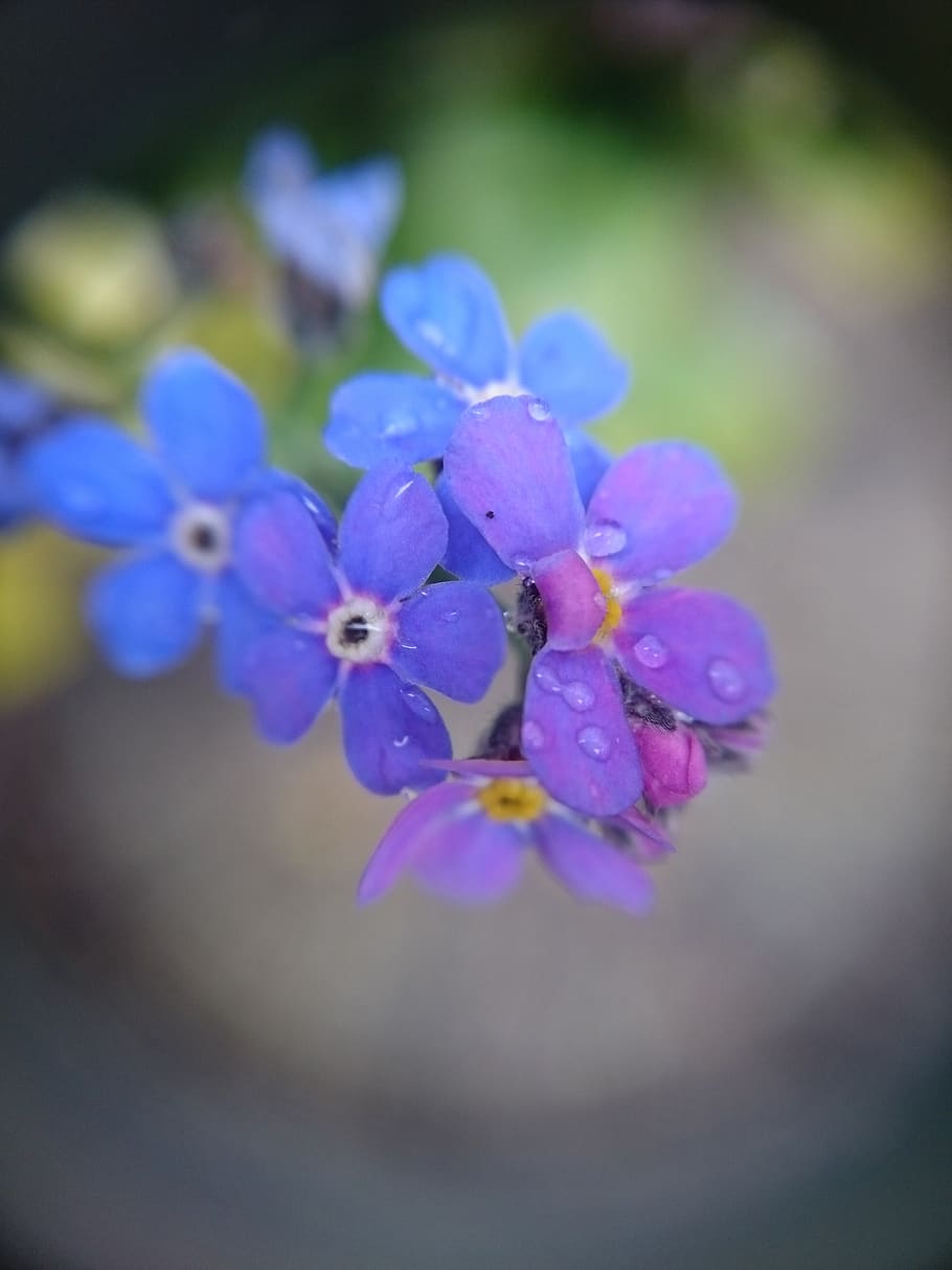 macro, flower, forget me not, purple, violet, plant, flowering plant HD wallpaper