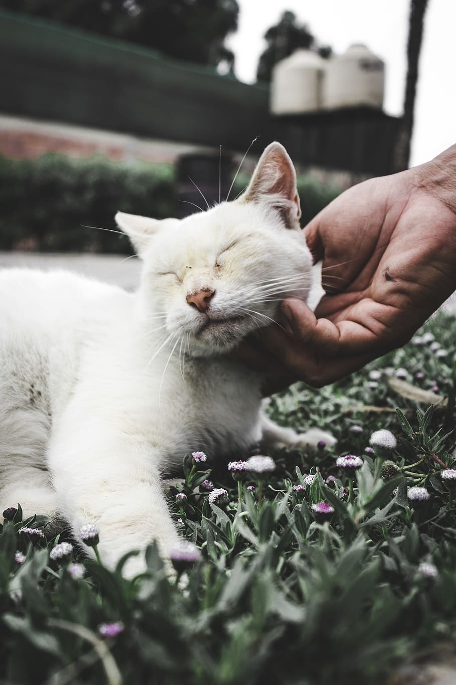 peru, lima region, mammal, domestic, pets, domestic cat, one animal HD wallpaper