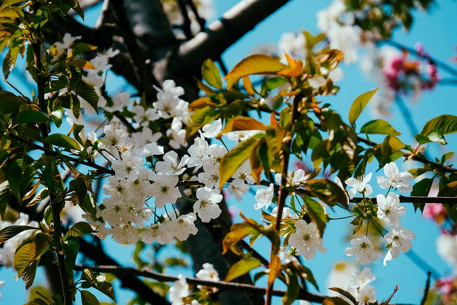 White Flowers With Green Leaves, bloom, blooming, blossom, branch HD wallpaper