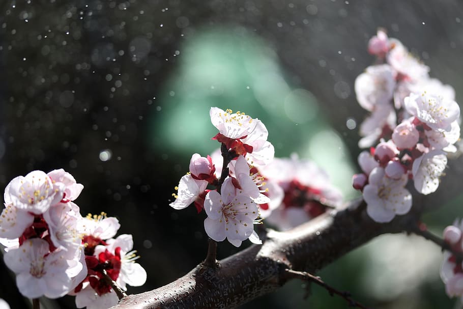 flowers, tree, white, casey, spring, flourished, nature, bud HD wallpaper