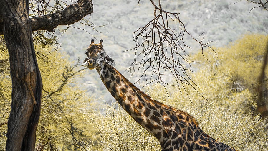 Giraffe standing near tree eating tree branch during daytime