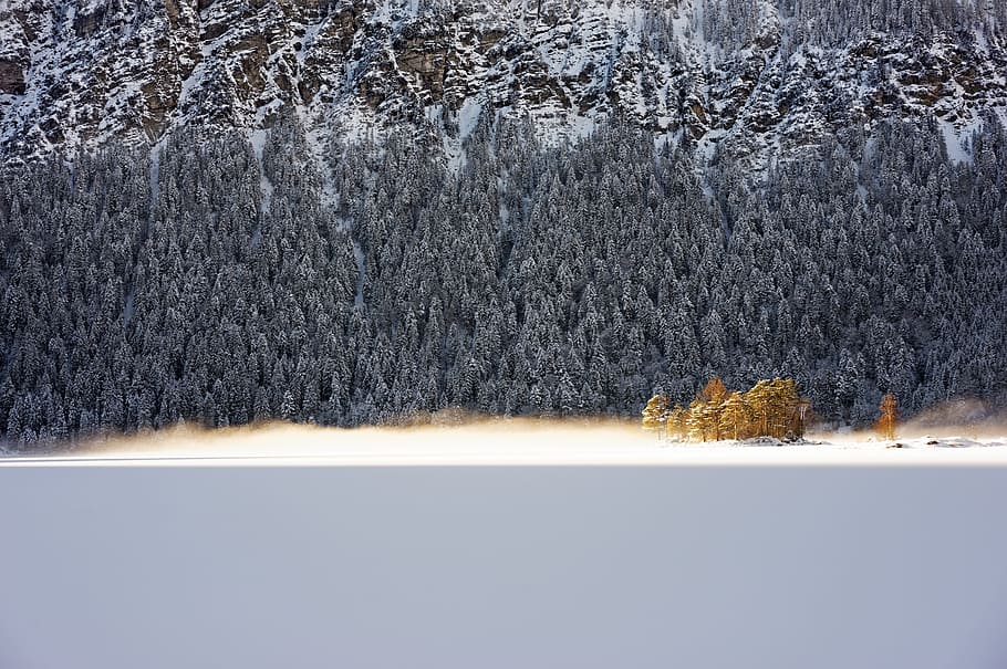 gray pine trees, sun, mountain, winter, germany, forest, mist HD wallpaper