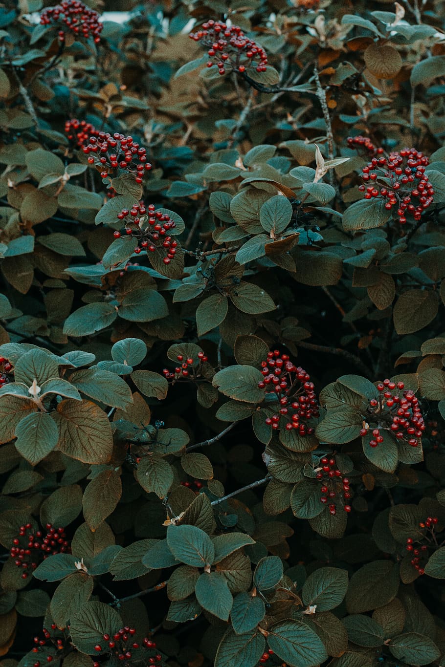 plant, leaf, bush, vegetation, tree, flower, blossom, acanthaceae HD wallpaper