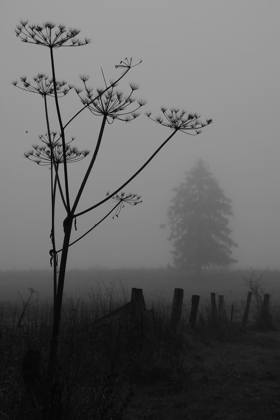 silhouette of trees, nature, weather, outdoors, fog, mist, belgium HD wallpaper