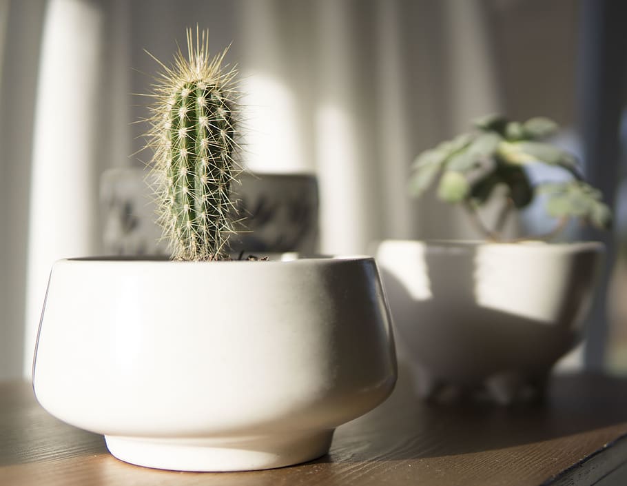 White Potted Cactus Plant in Closeup Photo, blur, bonsai, close-up, HD wallpaper