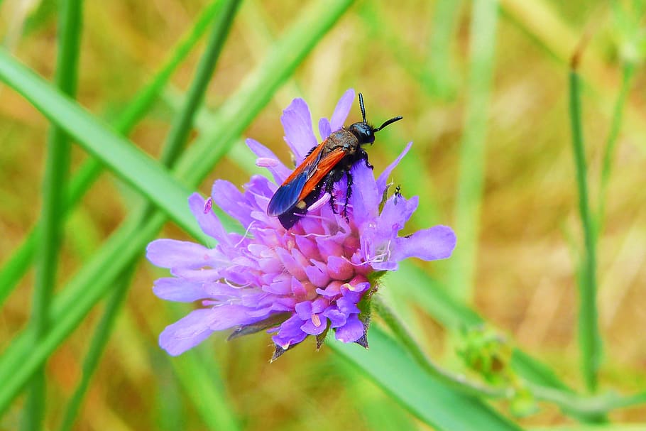 animals, insect, nature, invertebrates, wasps, at the court of HD wallpaper