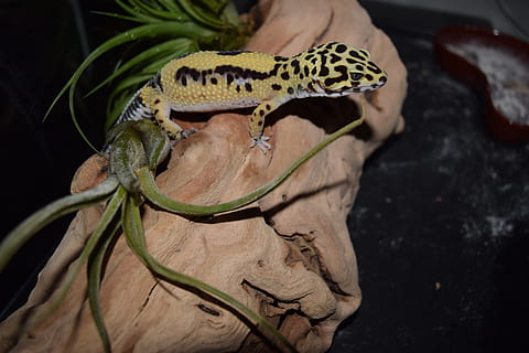 leopard gecko, pet, pets, animal, reptile, lizard, desert, fauna HD wallpaper