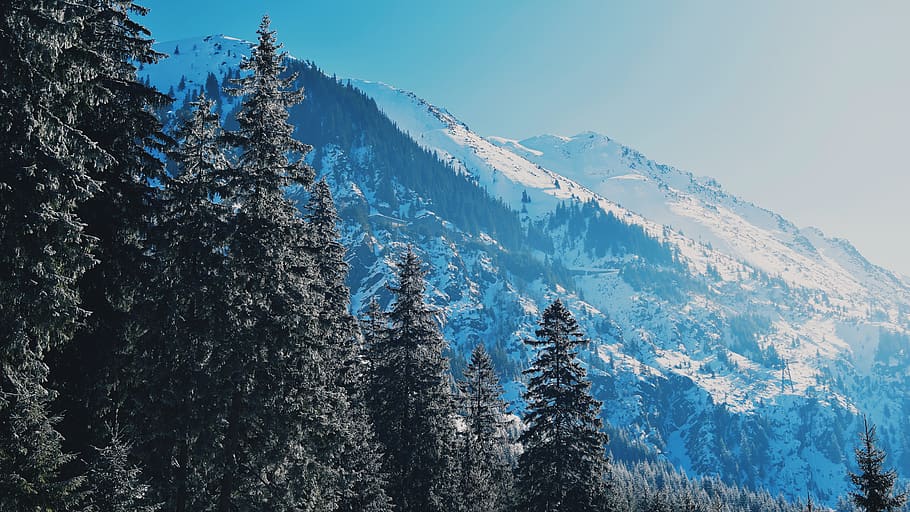 green pine trees on mountain side, plant, abies, fir, nature HD wallpaper