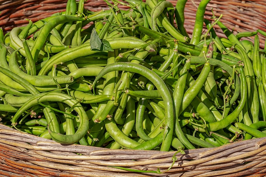 beans, vegetables, basket, harvest, bush beans, green, fresh HD wallpaper