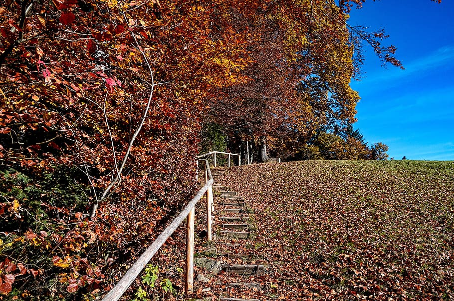 autumn, staircase, nature, forest, leaves, hiking, übersaxen HD wallpaper