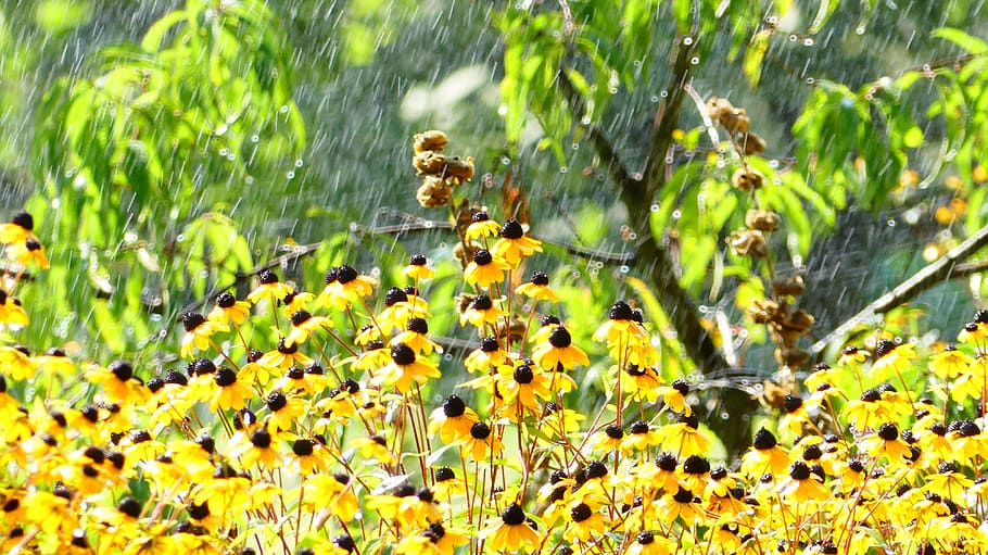 garden, rain, nature, raindrop, summer, yellow, flowers, water HD wallpaper