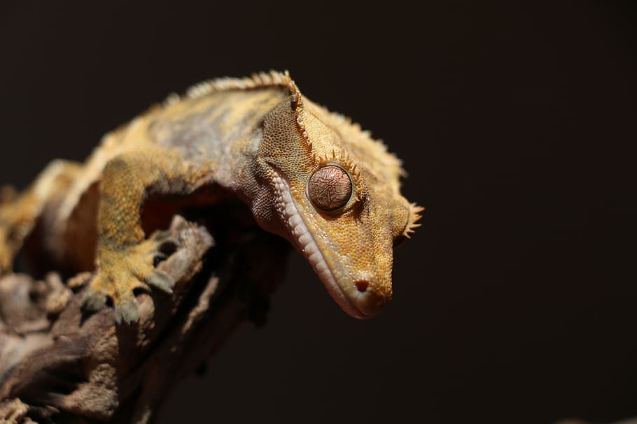 crested gecko, correlophus ciliatus, new caledonia, reptie, HD wallpaper