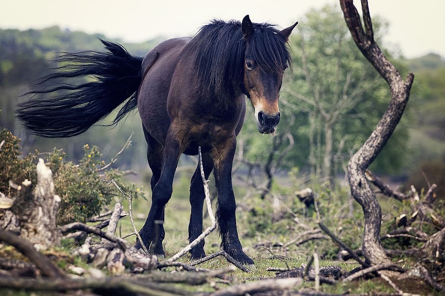 brown horse, animal, animal themes, mammal, plant, tree, animal wildlife HD wallpaper