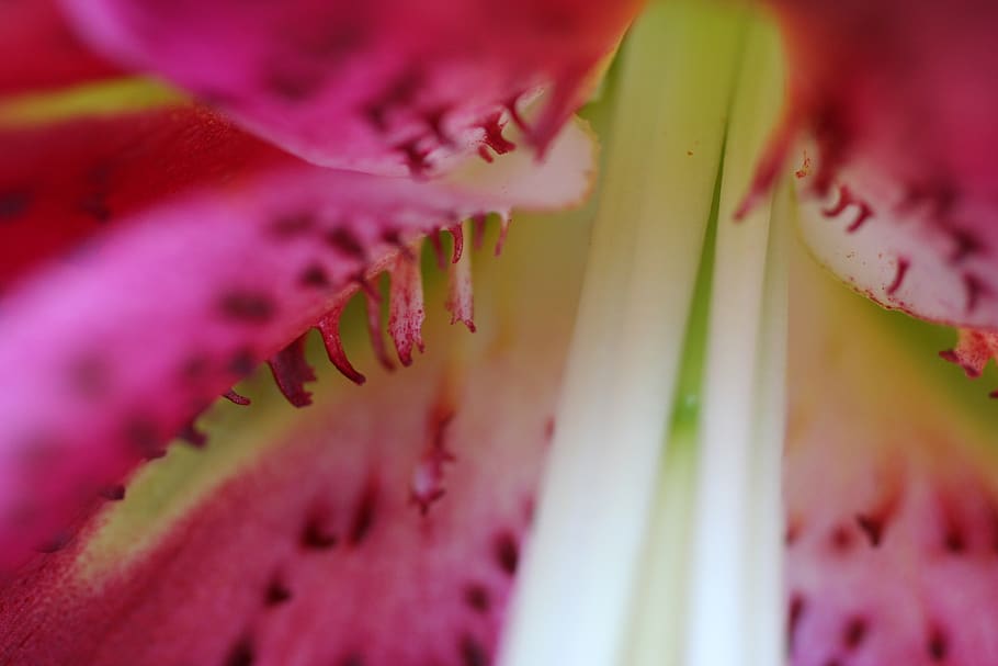 stargazer, lily, garden, stamen, pink, nature, flower, blooming HD wallpaper