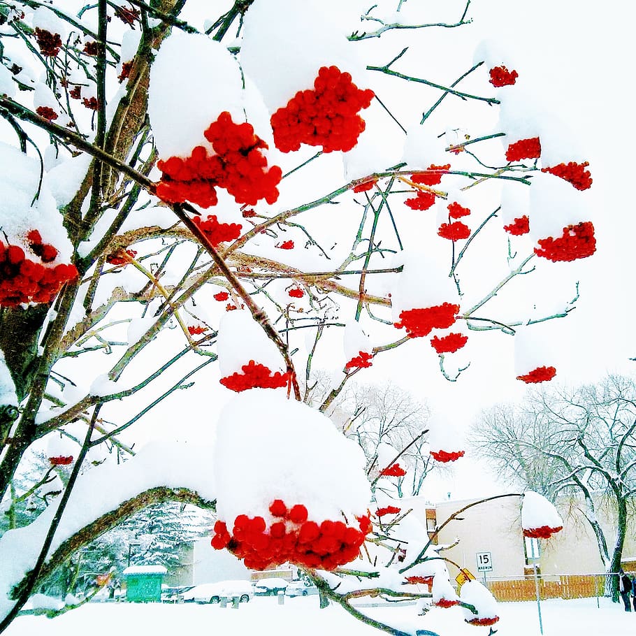 canada, edmonton, plant, red, tree, flower, snow, beauty in nature HD wallpaper