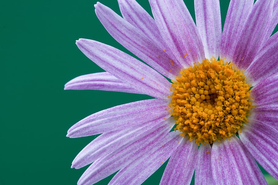beautiful, closeup, flower, nature, nobody, petal, plant, spring HD wallpaper