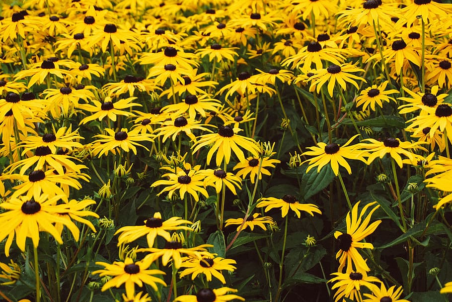 Field Of Daisies Photo, Flowers, Backgrounds, Earth, Outdoor HD wallpaper