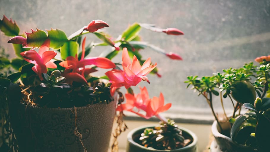 assorted plants in pots, flower, flowering plant, beauty in nature HD wallpaper