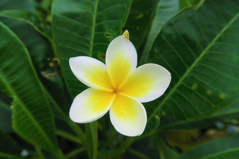 flower, tropical, nature, plant, garden, white, beautiful, spring HD wallpaper