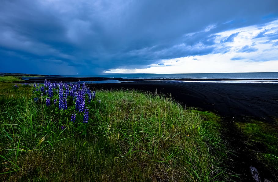 purple flowers under cloudy sky, plant, blossom, lupin, nature HD wallpaper